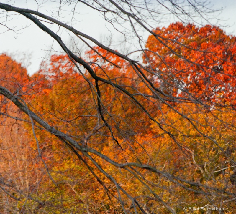 Fall Foliage 1