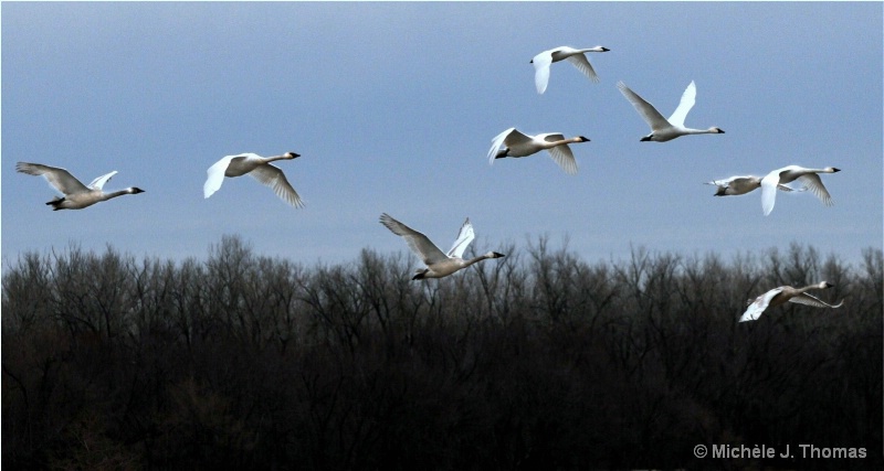 Nine Swans A Flying !