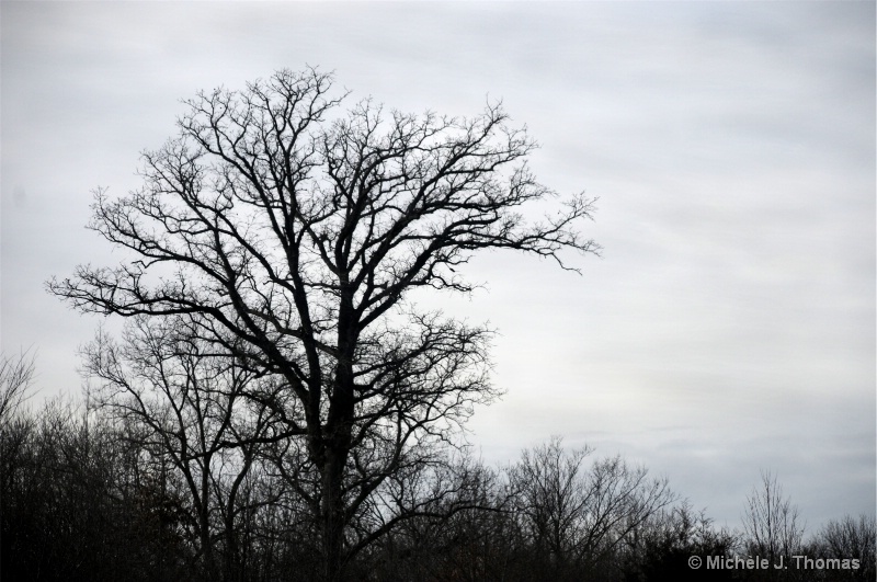 A Tree With Veins Fading into the sky !