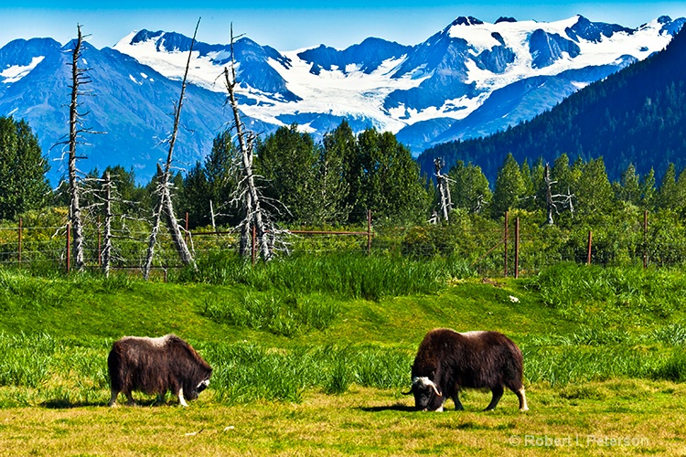 Muskox at Alaska Conservatory