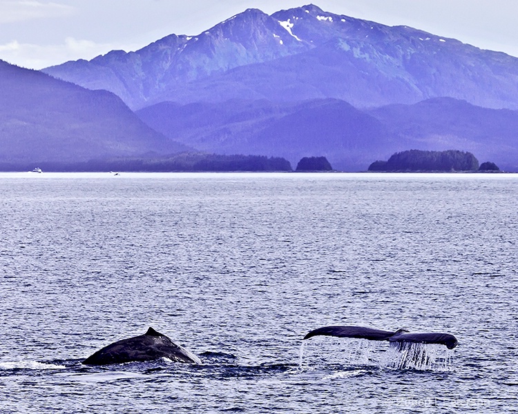 whale play, Juneau Alaska