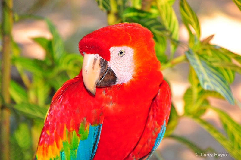 Macaw in Peru