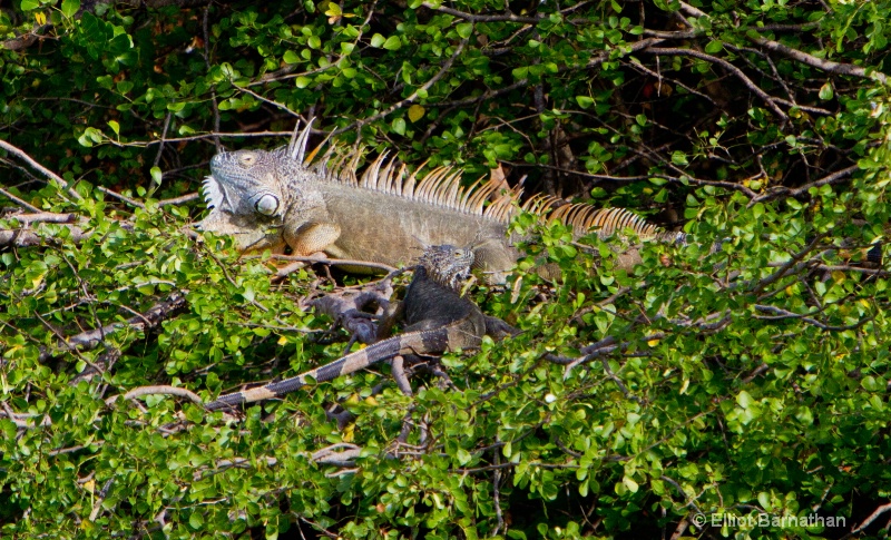 Cayman Green Iguana 4