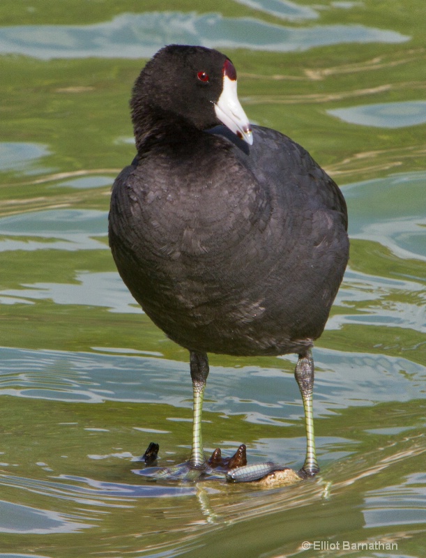 Cayman Birds 9