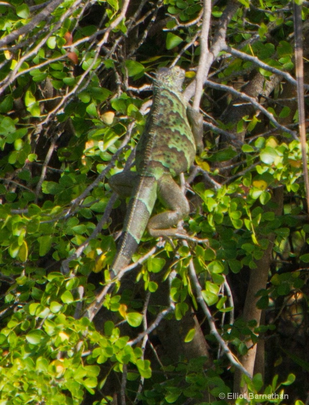 Cayman Green Iguana 3