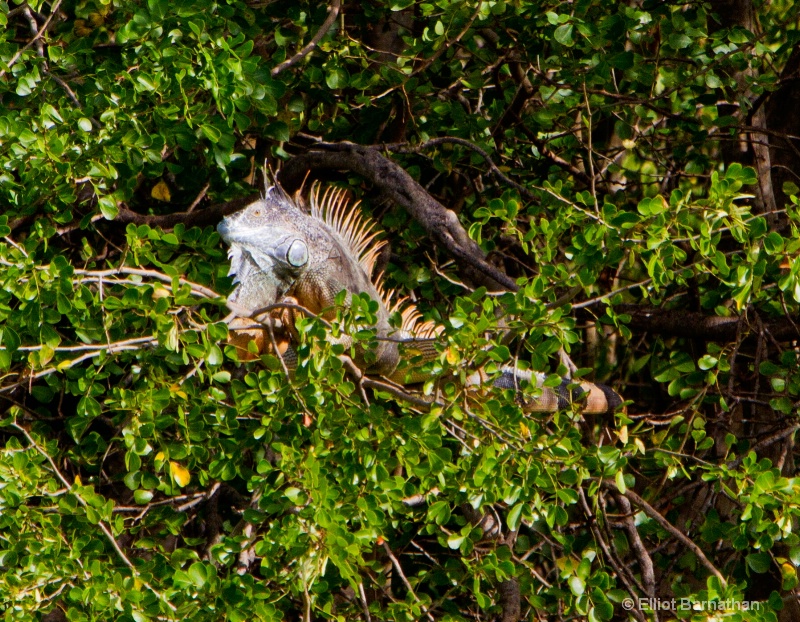 Cayman Green Iguana 2