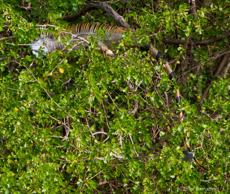 Cayman Green Iguana 1