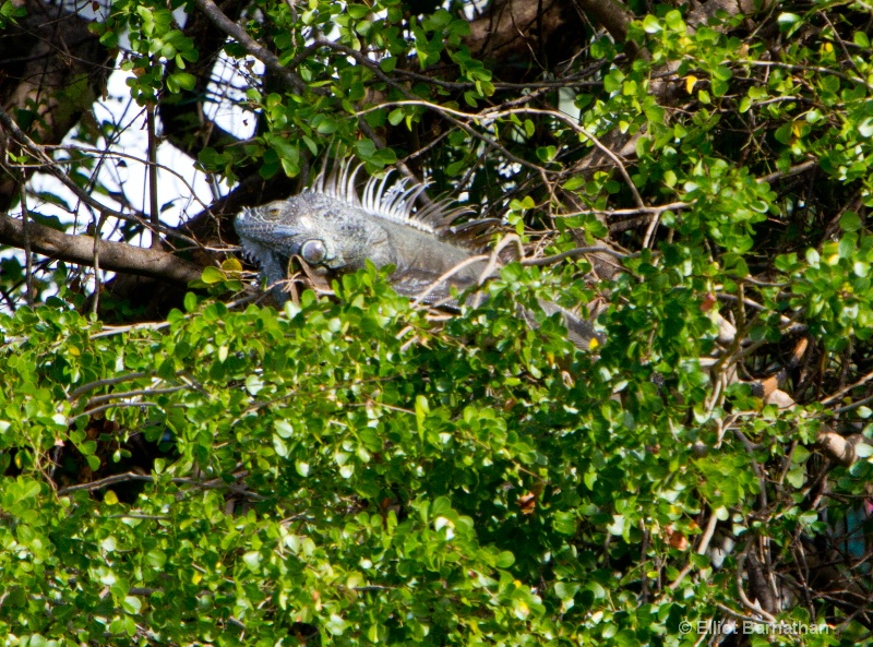 Cayman Blue Iguana 7