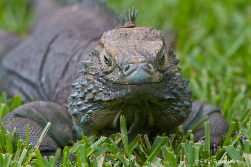 Cayman Blue Iguana 6