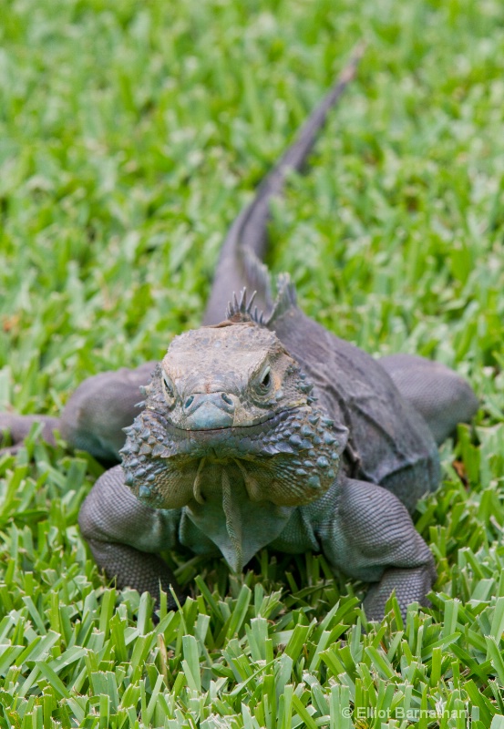 Cayman Blue Iguana 5