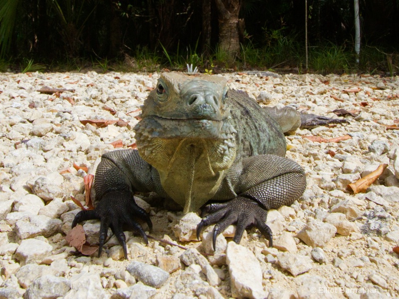 Cayman Blue Iguana 4