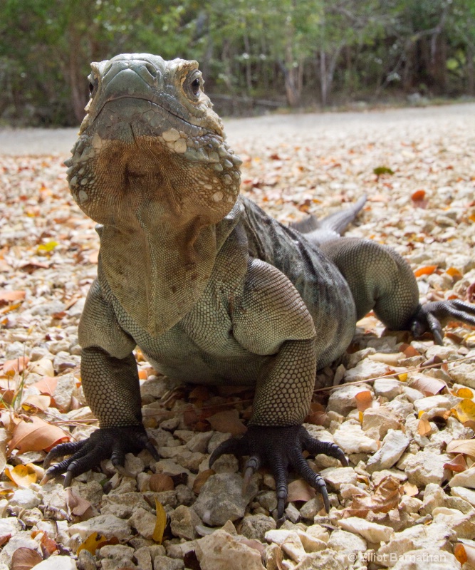 Cayman Blue Iguana 2