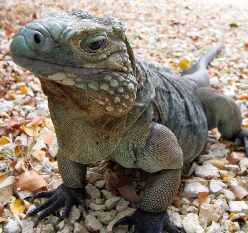 Cayman Blue Iguana 1