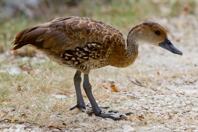 Cayman Birds 5