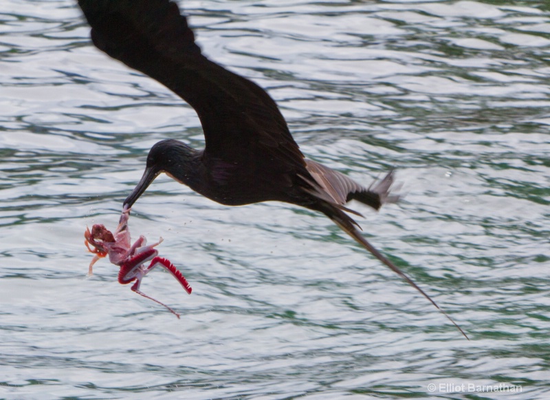 Cayman Birds 3