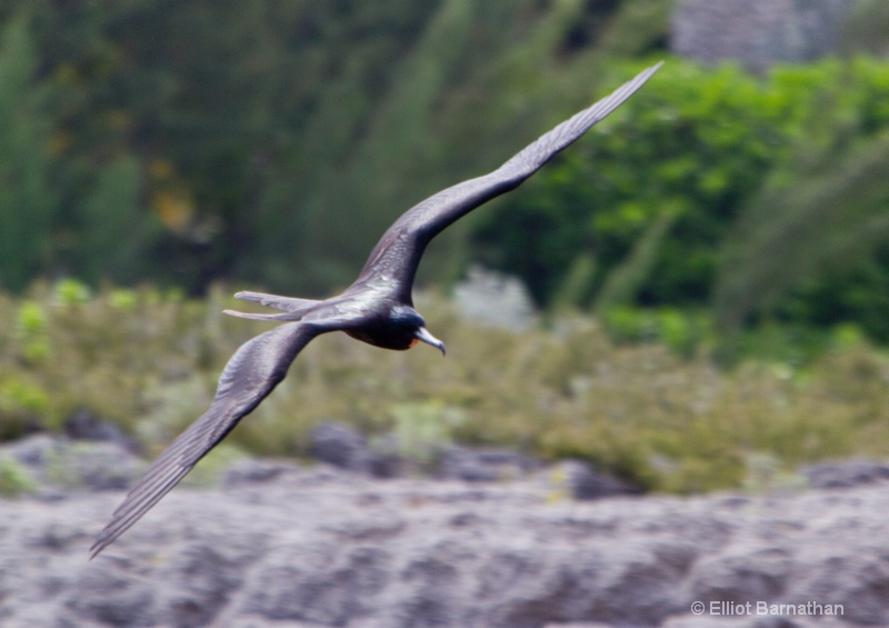 Cayman Birds 1