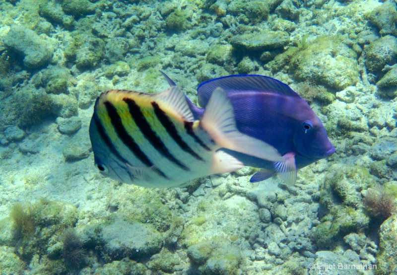 Cayman Underwater Life 62