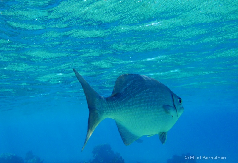 Cayman Underwater Life 61