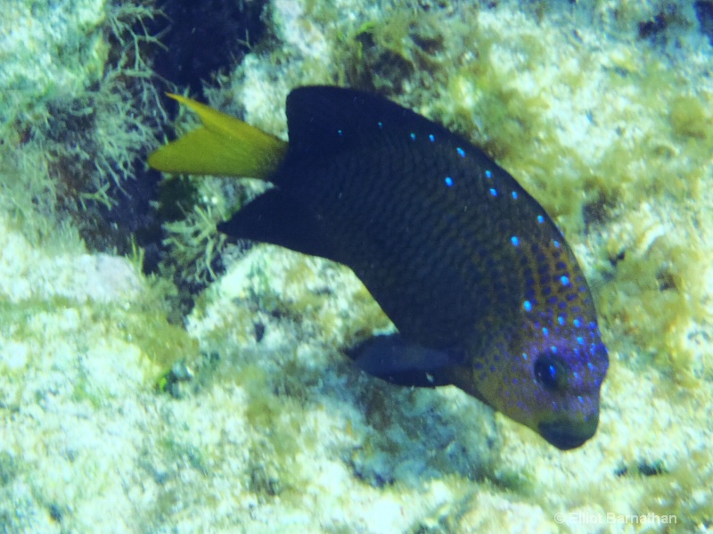 Cayman Underwater Life 60