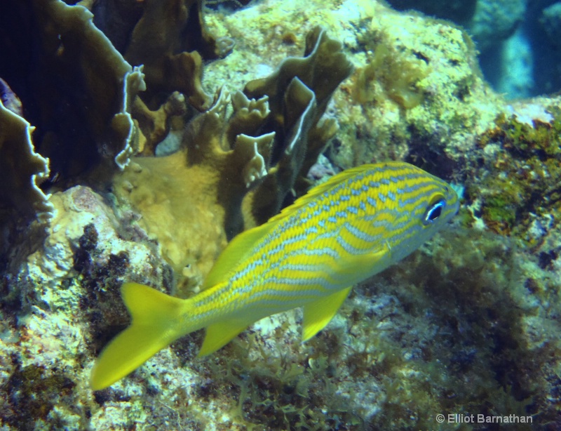 Cayman Underwater Life 59