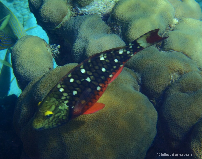 Cayman Underwater Life 58