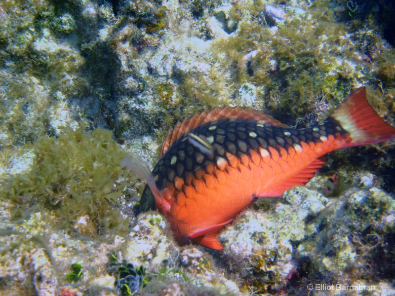 Cayman Underwater Life 57