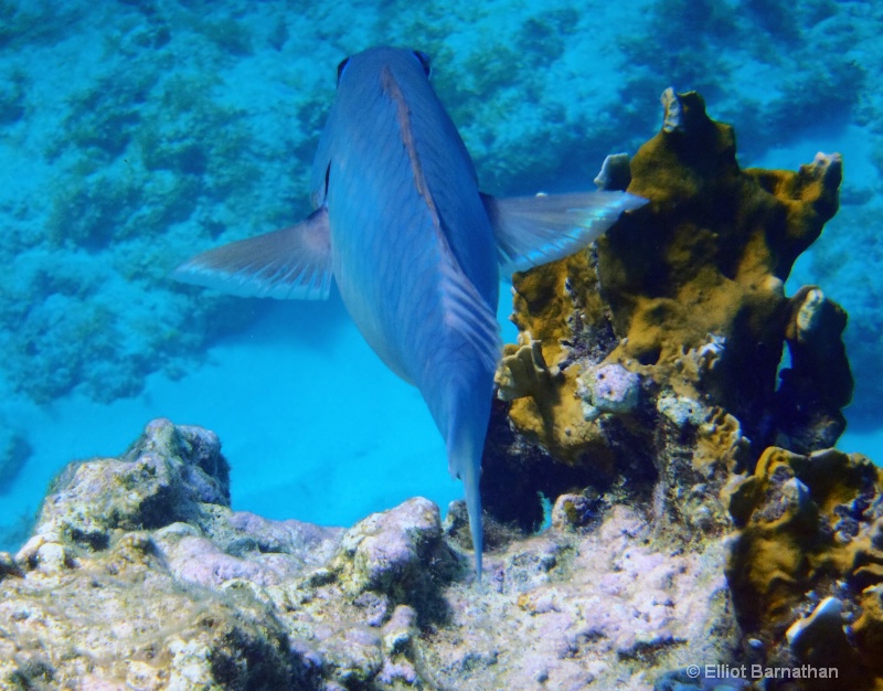 Cayman Underwater Life 56