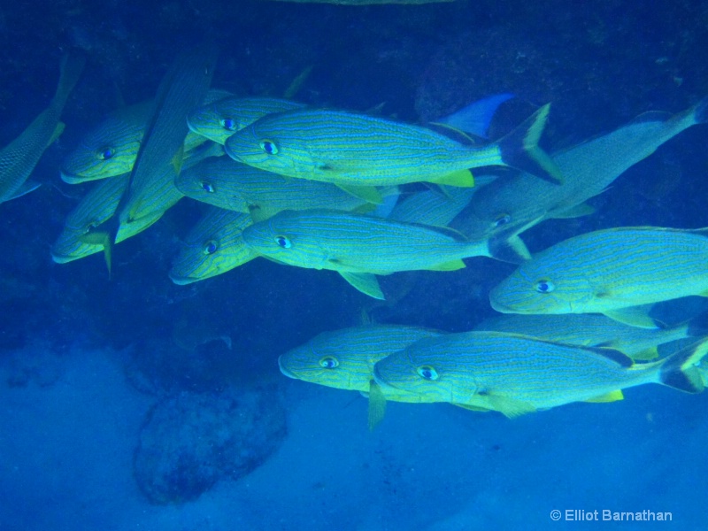 Cayman Underwater Life 55