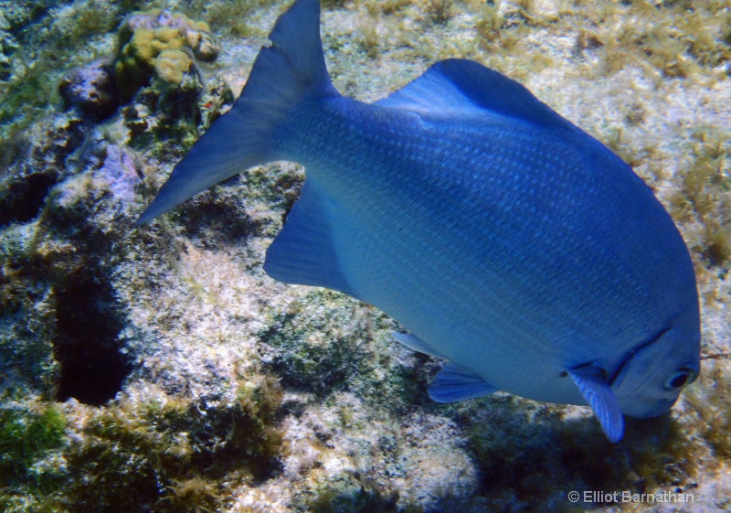 Cayman Underwater Life 54