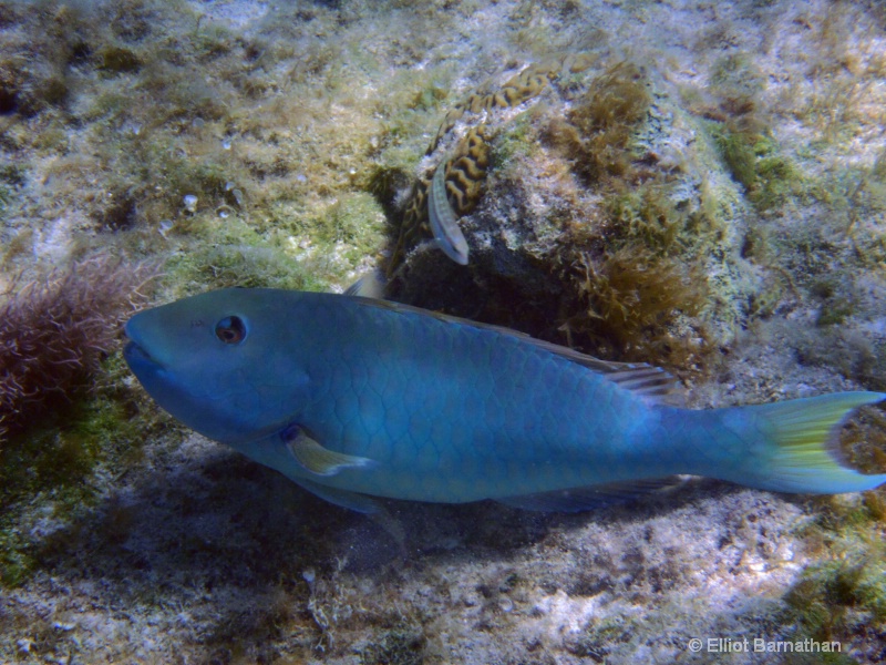 Cayman Underwater Life 53