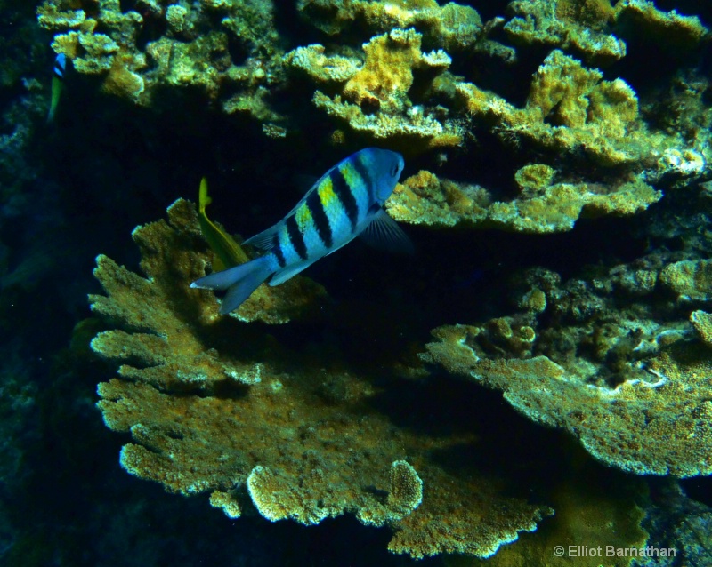 Cayman Underwater Life 51