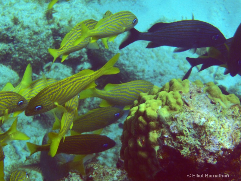 Cayman Underwater Life 50