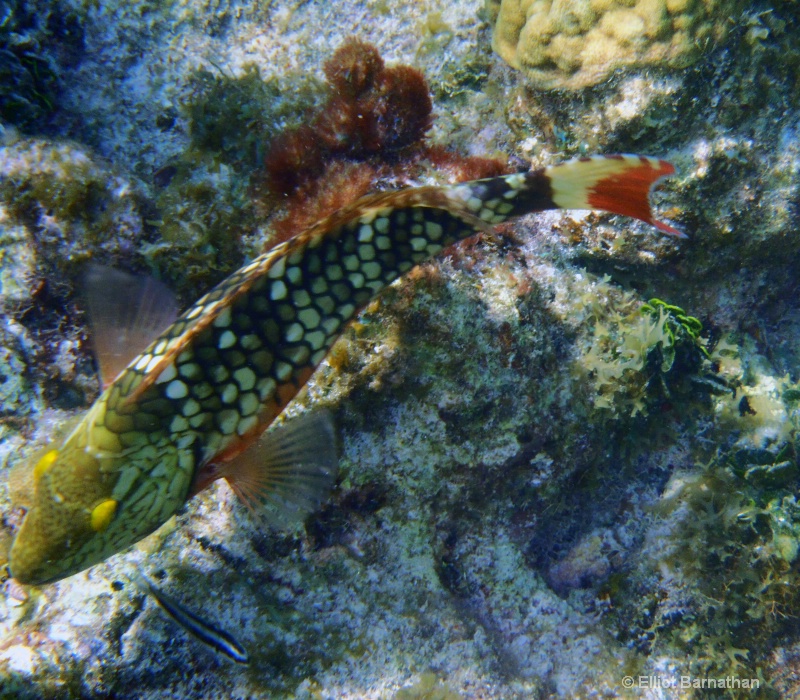 Cayman Underwater Life 49