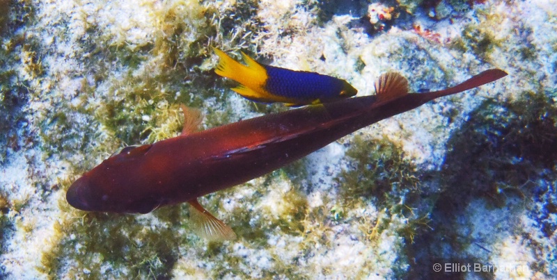 Cayman Underwater Life 47