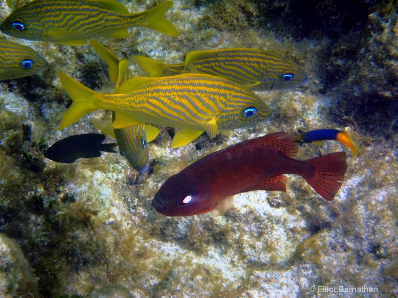 Cayman Underwater Life 46