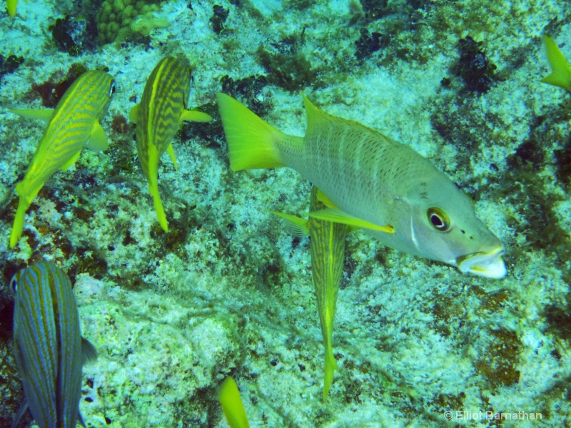 Cayman Underwater Life 45