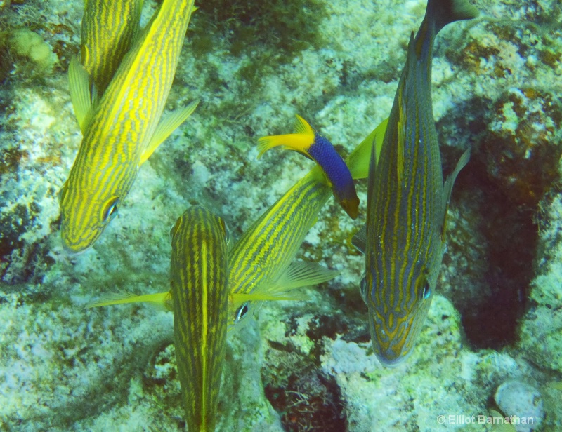 Cayman Underwater Life 44