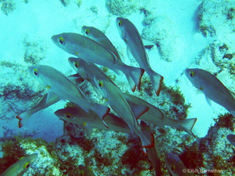 Cayman Underwater Life 43