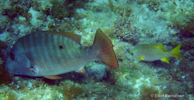 Cayman Underwater Life 41