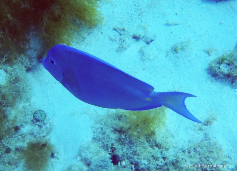 Cayman Underwater Life 40