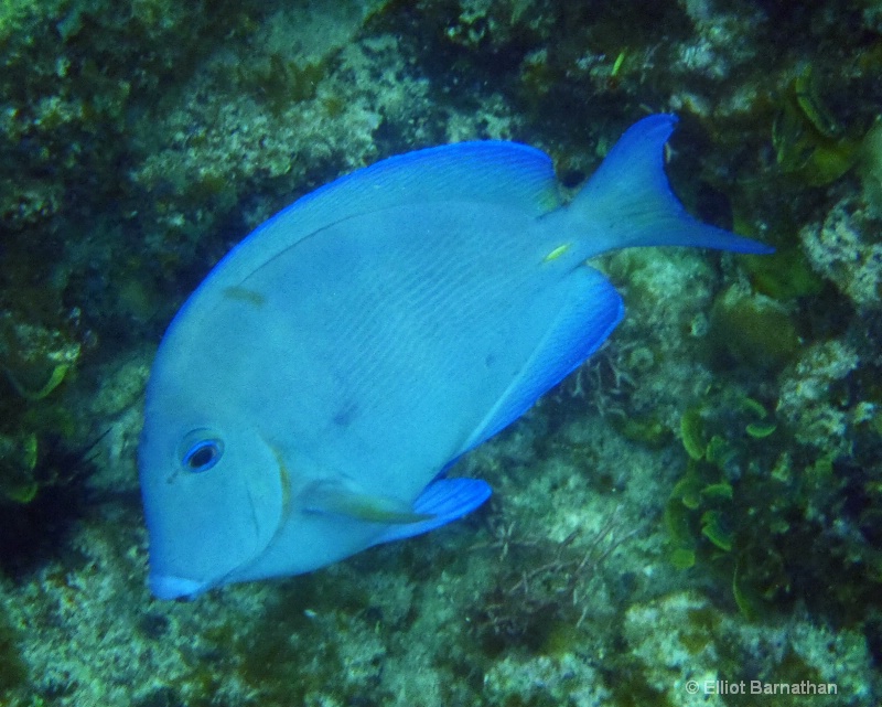 Cayman Underwater Life 43