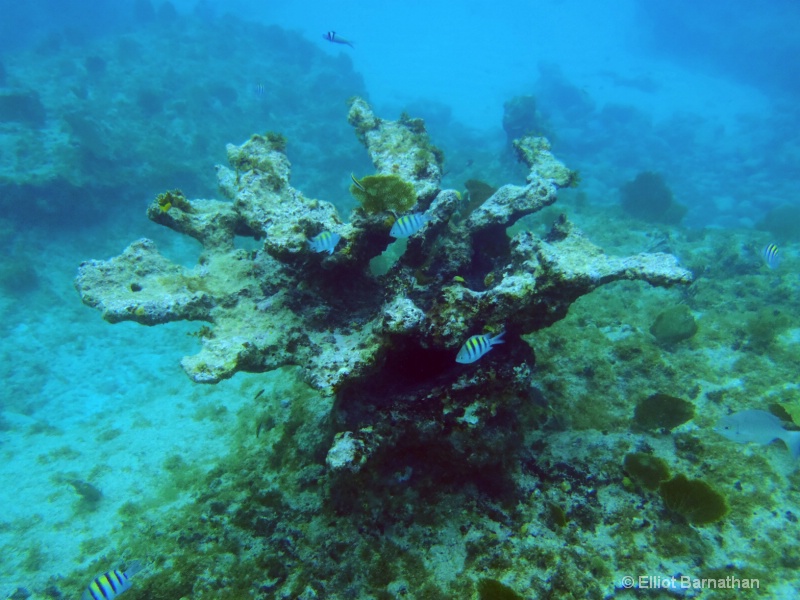 Cayman Underwater Life 42