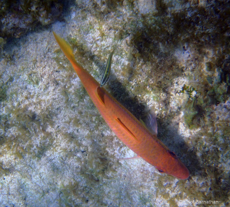 Cayman Underwater Life 41