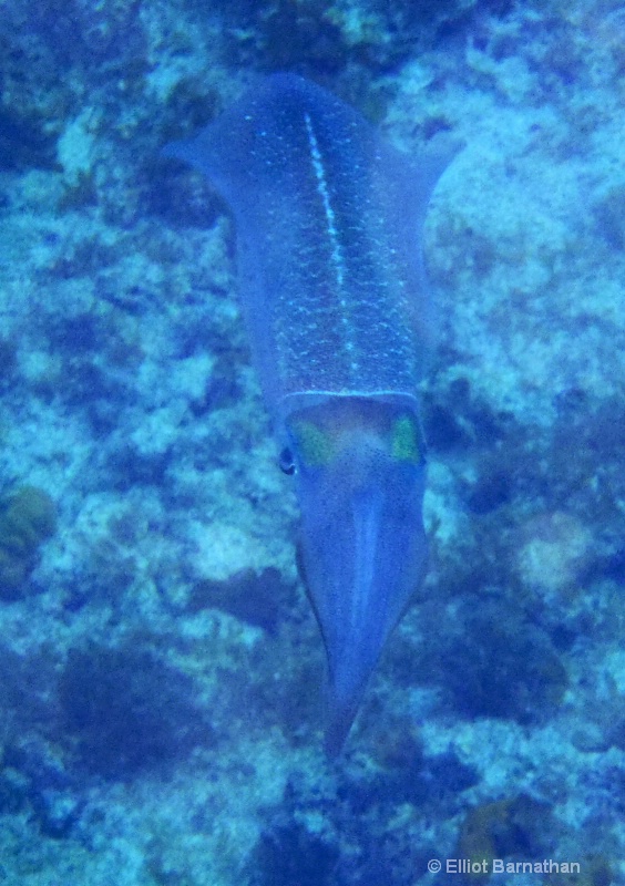 Cayman Underwater Life 40