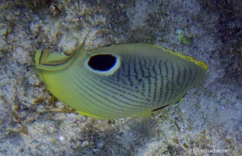 Cayman Underwater Life 39