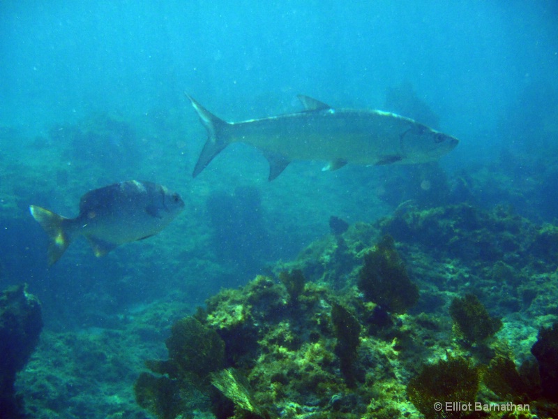 Cayman Underwater Life 37