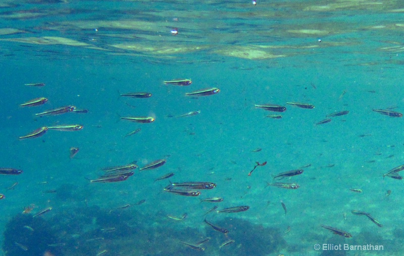 Cayman Underwater Life 34