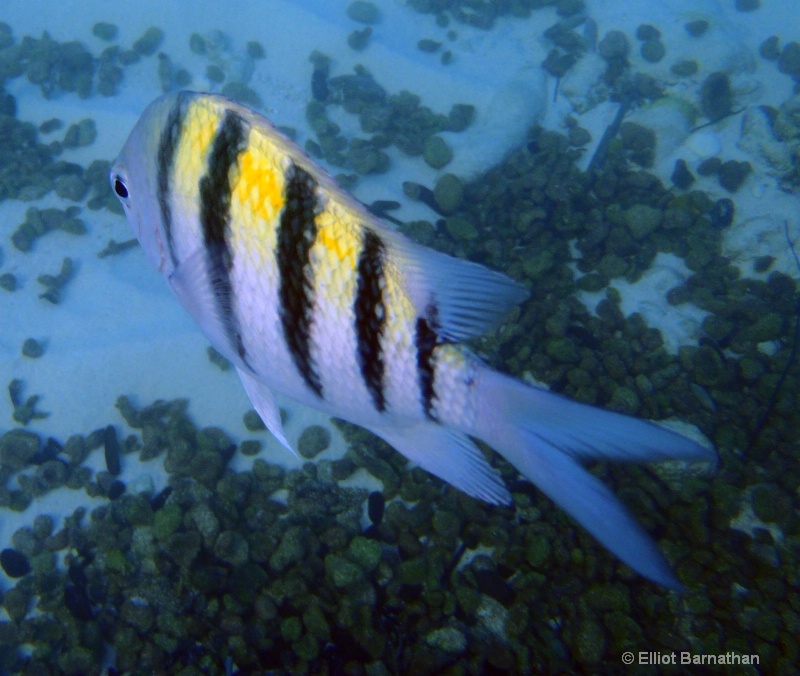 Cayman Underwater Life 33