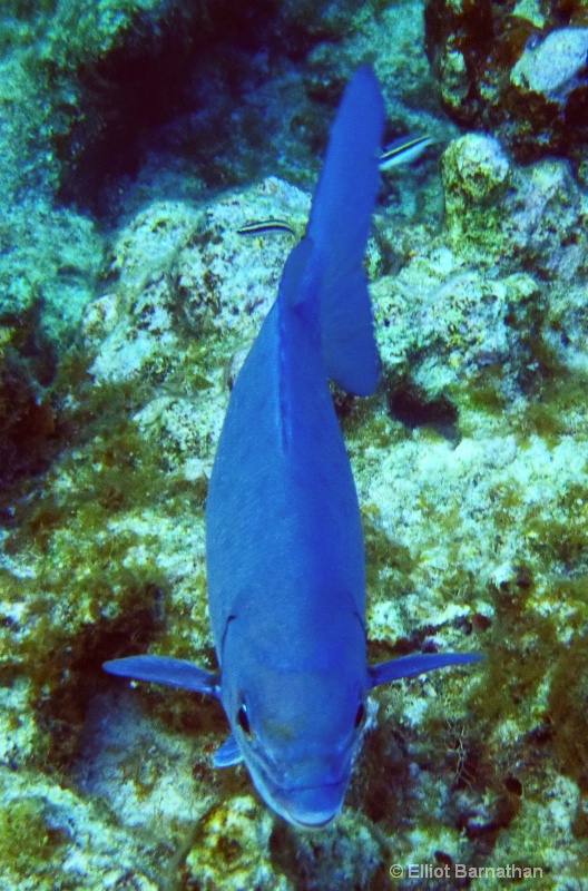 Cayman Underwater Life 32