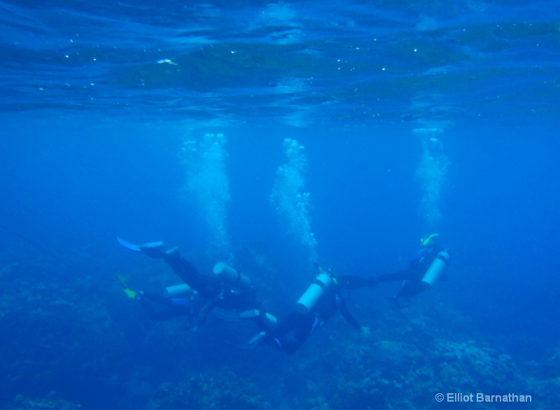 Cayman Underwater Life 31